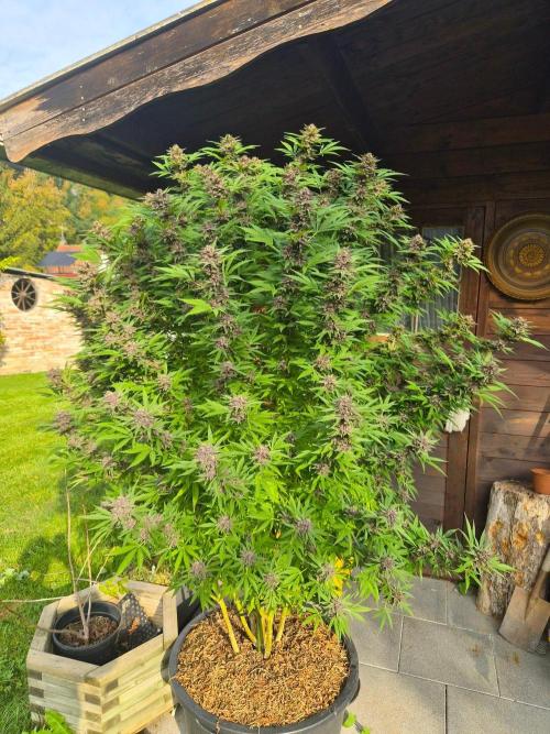 Slushberry Mintz - Outdoor vs Indoor. Week 25