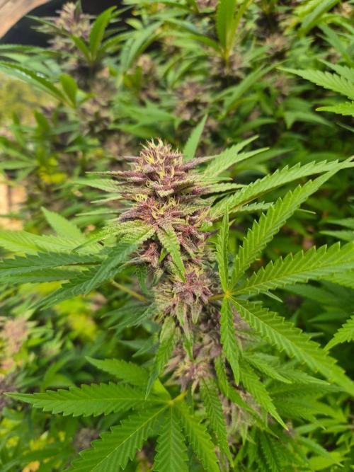 Slushberry Mintz - Outdoor vs Indoor. Week 25