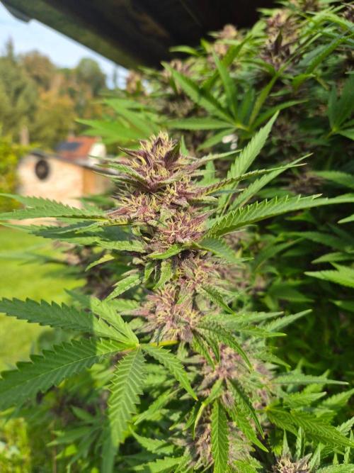 Slushberry Mintz - Outdoor vs Indoor. Week 25