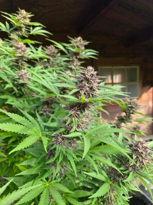 Slushberry Mintz - Outdoor vs Indoor. Week 25