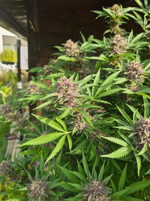 Slushberry Mintz - Outdoor vs Indoor. Week 25