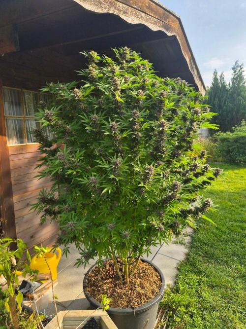 Slushberry Mintz - Outdoor vs Indoor. Week 25