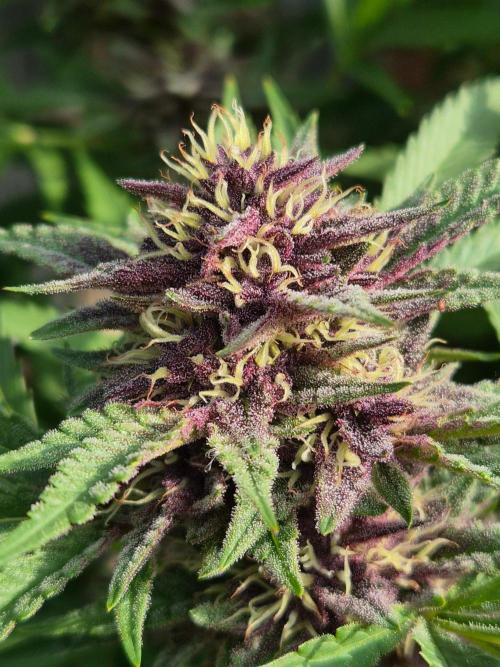 Slushberry Mintz - Outdoor vs Indoor. Week 25