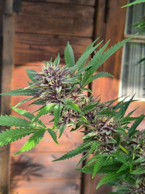 Slushberry Mintz - Outdoor vs Indoor. Week 25