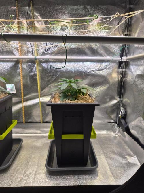 Black Orchard - Wizard Trees. Week 3