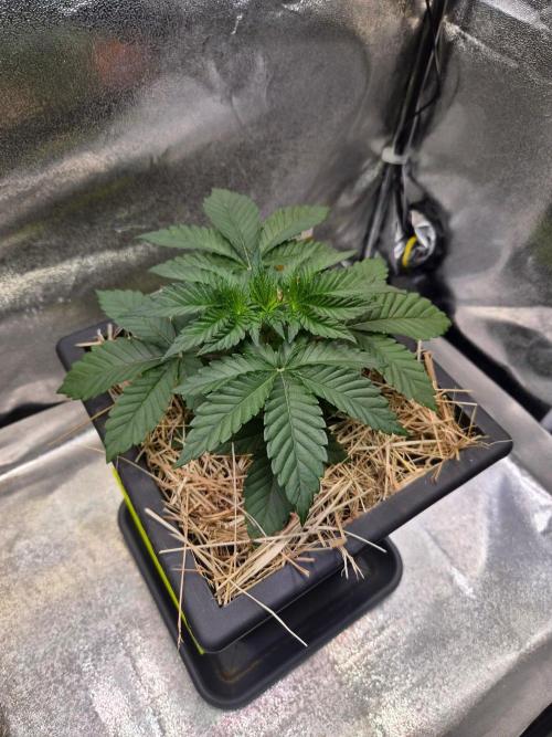 Black Orchard - Wizard Trees. Week 3