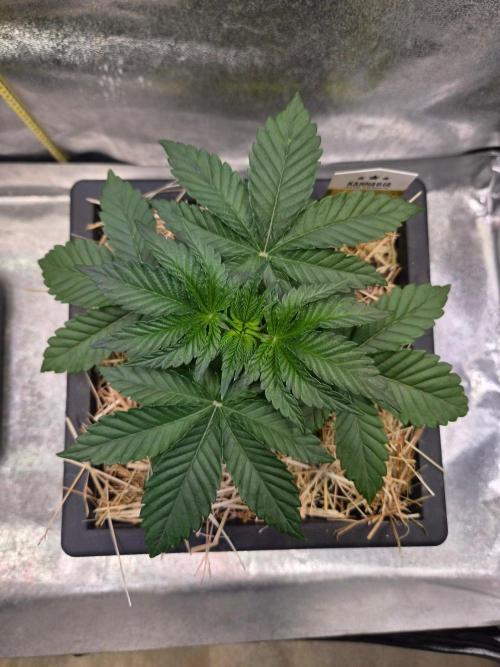 Black Orchard - Wizard Trees. Week 3