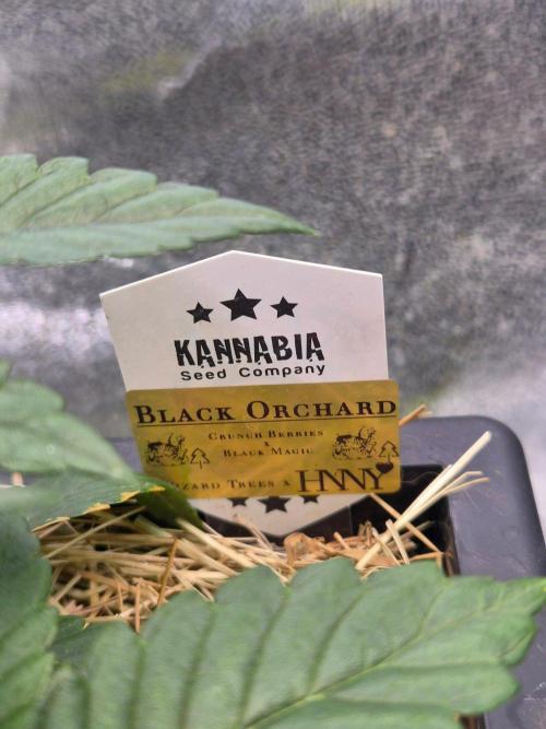 Black Orchard - Wizard Trees. Week 3