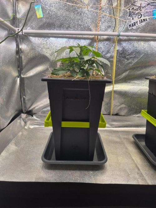 Sugar Cane #3 - In House Genetics. Week 3