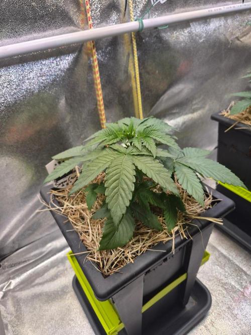 Sugar Cane #3 - In House Genetics. Week 3