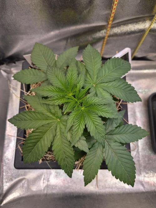 Sugar Cane #3 - In House Genetics. Week 3
