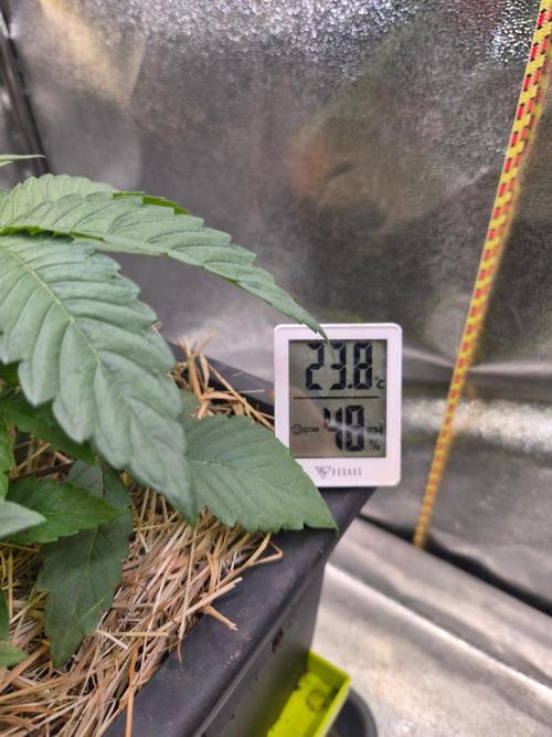Sugar Cane #3 - In House Genetics. Week 3