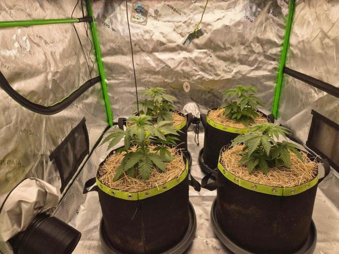Honey Bear #1 - Humboldt Seed Company. Week 3