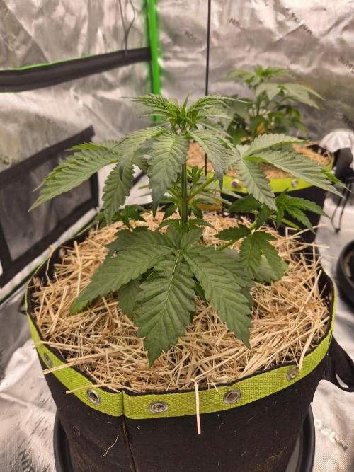 Honey Bear #1 - Humboldt Seed Company. Week 3