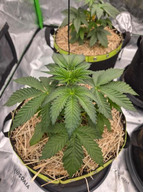 Honey Bear #1 - Humboldt Seed Company. Week 3