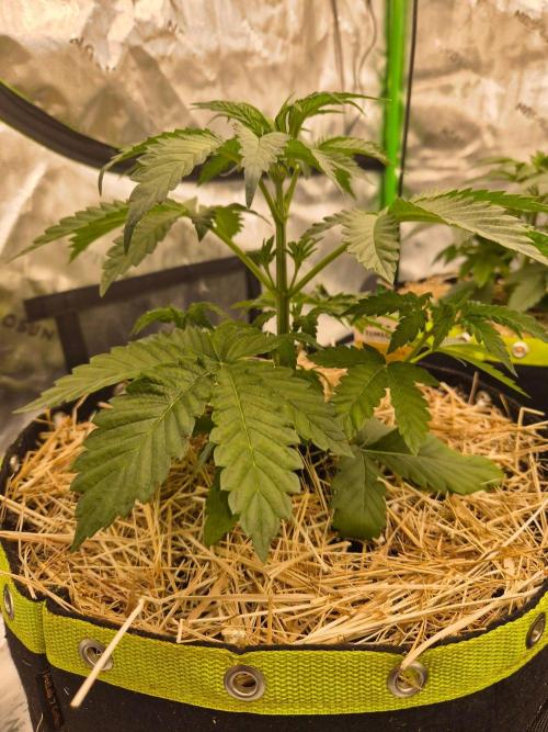 Honey Bear #1 - Humboldt Seed Company. Week 3