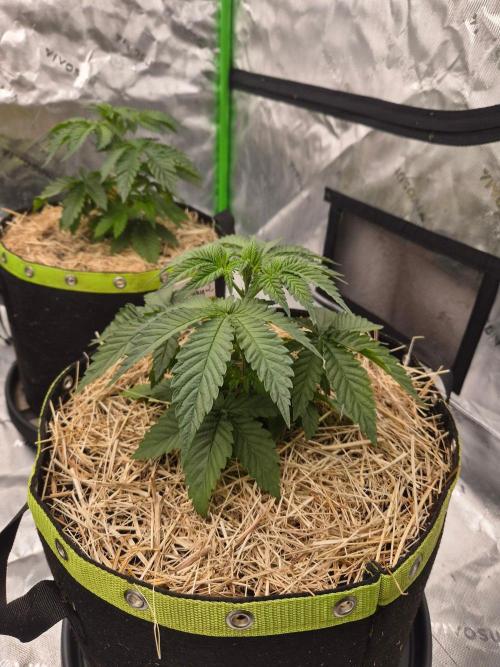 Honey Bear #2 - Humboldt Seed Company. Week 3