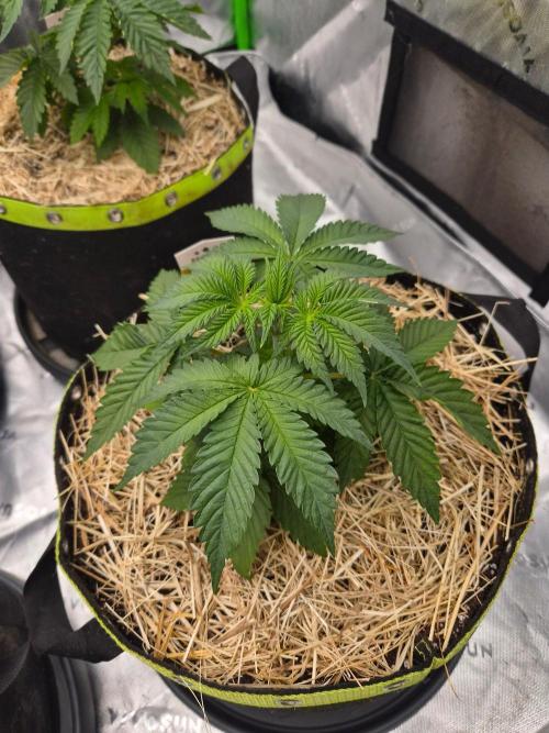 Honey Bear #2 - Humboldt Seed Company. Week 3
