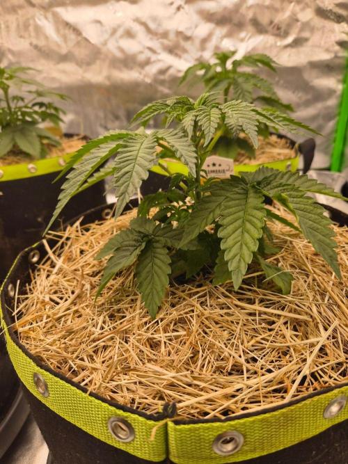 Honey Bear #2 - Humboldt Seed Company. Week 3