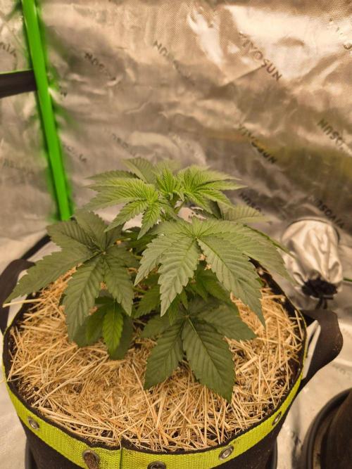 Honey Bear #3 - Humboldt Seed Company. Week 3