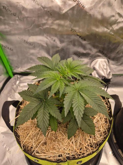 Honey Bear #3 - Humboldt Seed Company. Week 3
