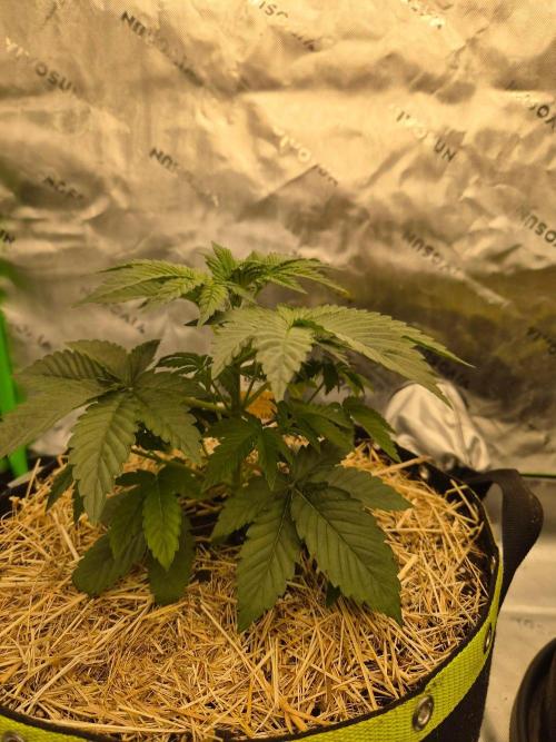 Honey Bear #3 - Humboldt Seed Company. Week 3