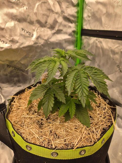 Honey Bear #4 - Humboldt Seed Company. Week 3