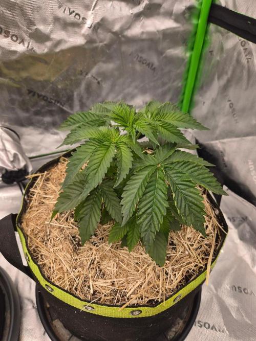 Honey Bear #4 - Humboldt Seed Company. Week 3