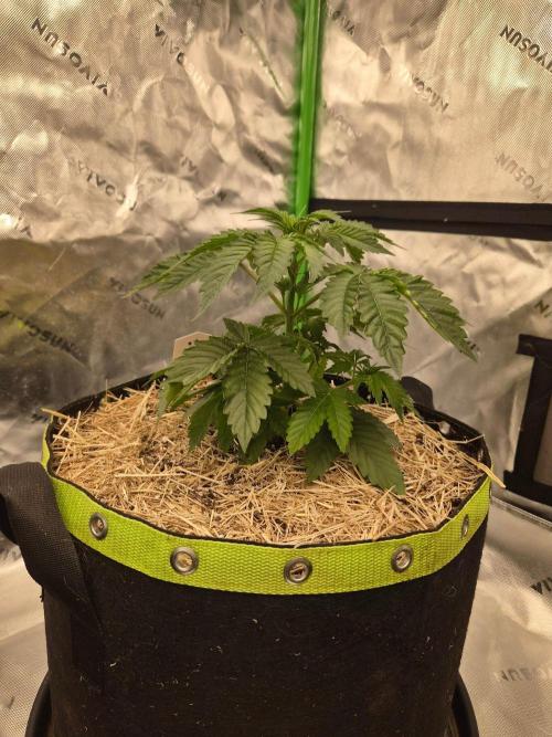 Honey Bear #4 - Humboldt Seed Company. Week 3