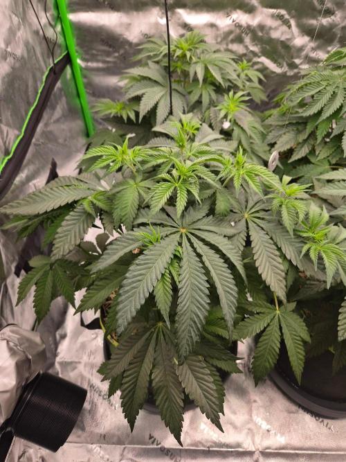 Honey Bear. Week 5