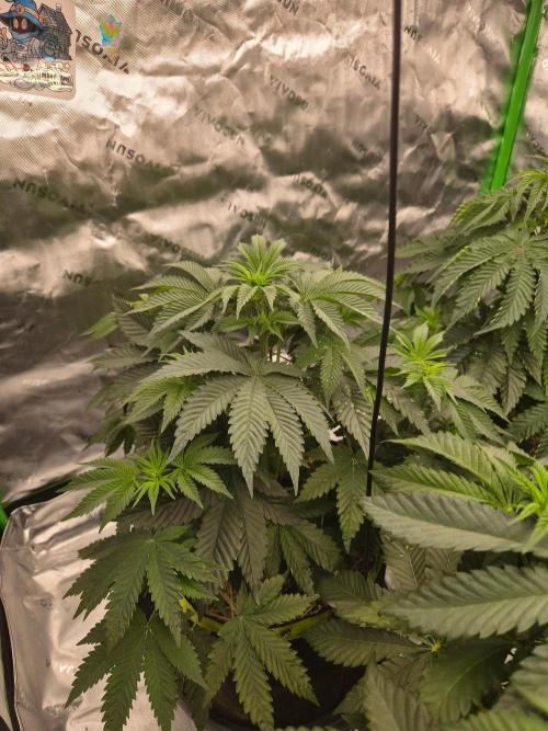 Honey Bear #3 - Humboldt Seed Company. Week 5