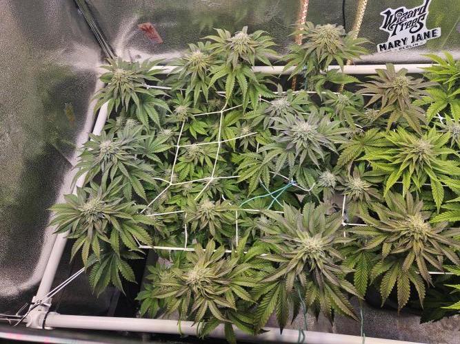 Honeycomp Pave - Compound - Winter Grow. Week 11
