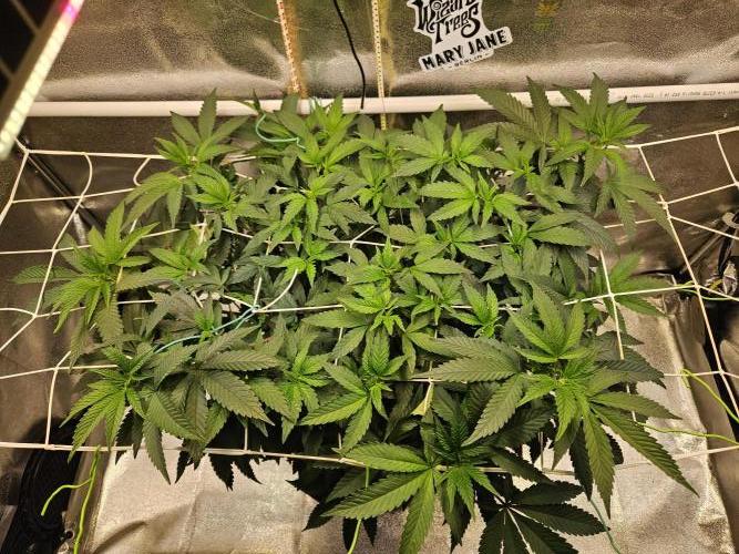 Slushberry Mintz - Outdoor vs Indoor. Week 11