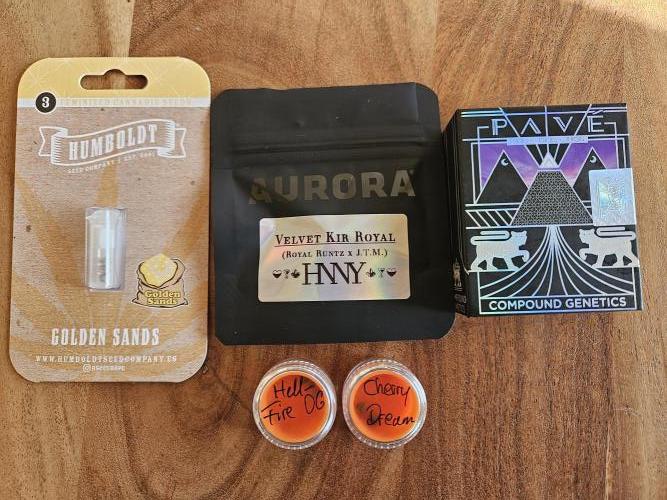 Velvet Kir Royal - Hnny - Winter Grow. Week 0