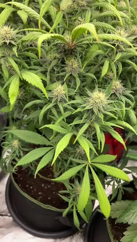 Black Muffin
