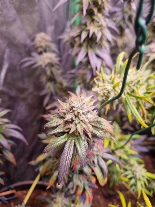 Second indoor run. Week 7