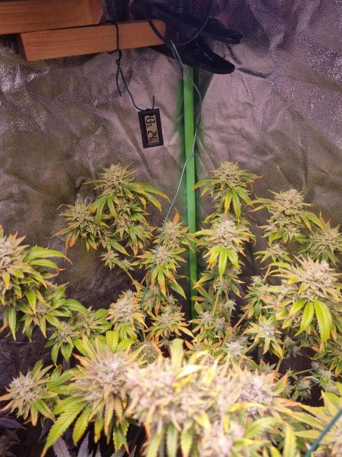 Second indoor run. Week 7