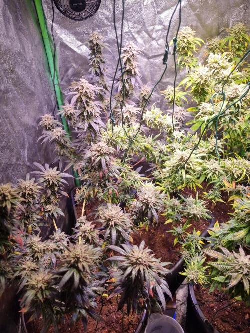 Second indoor run. Week 7