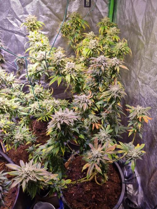 Second indoor run. Week 7