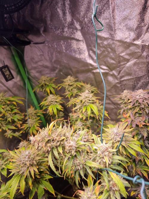 Second indoor run. Week 7