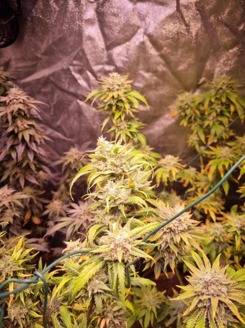 Second indoor run. Week 7