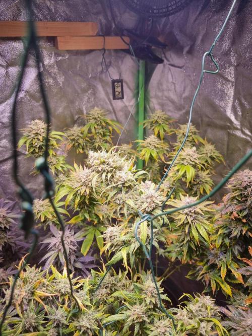 Second indoor run. Week 7