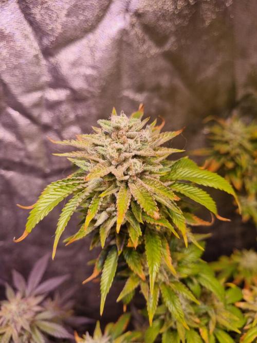 Second indoor run. Week 7