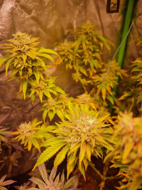 Second indoor run. Week 7