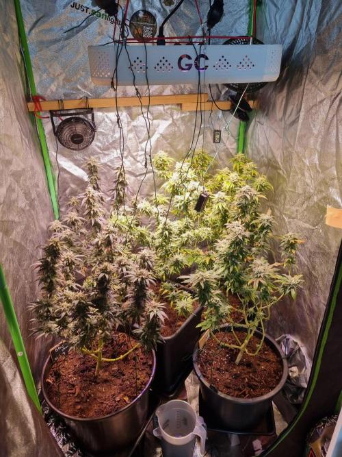 Second indoor run. Week 7