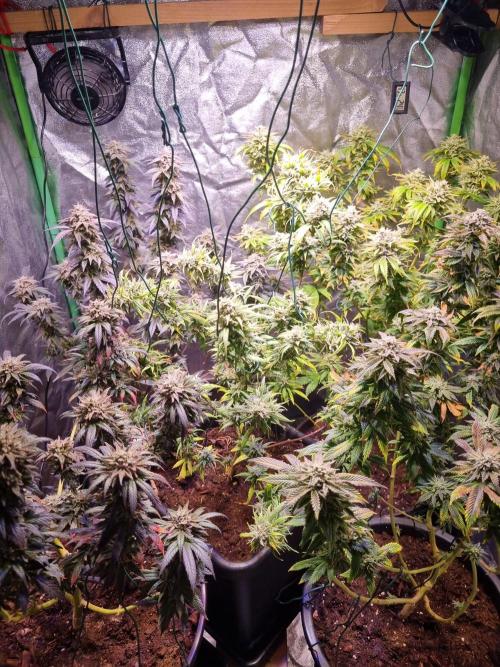 Second indoor run. Week 7