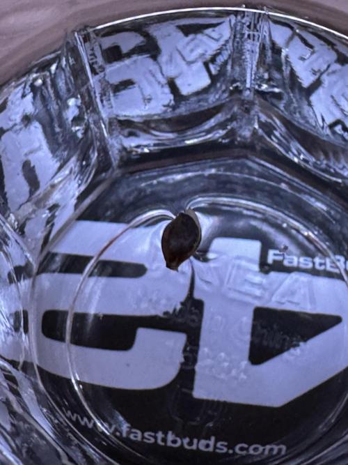 Fastbuds newest champions-line strains. Week 0 - You can see the root poking out.
