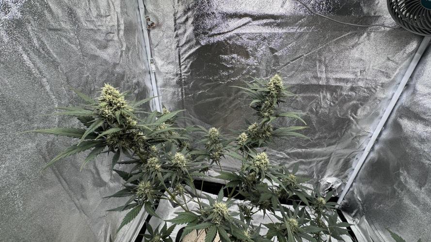 Banana Purple Punch Auto. Week 8
