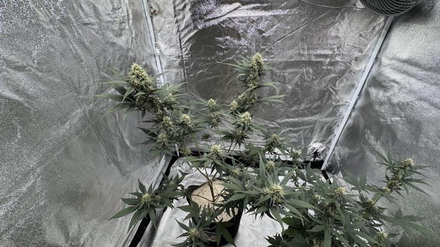 Banana Purple Punch Auto. Week 8