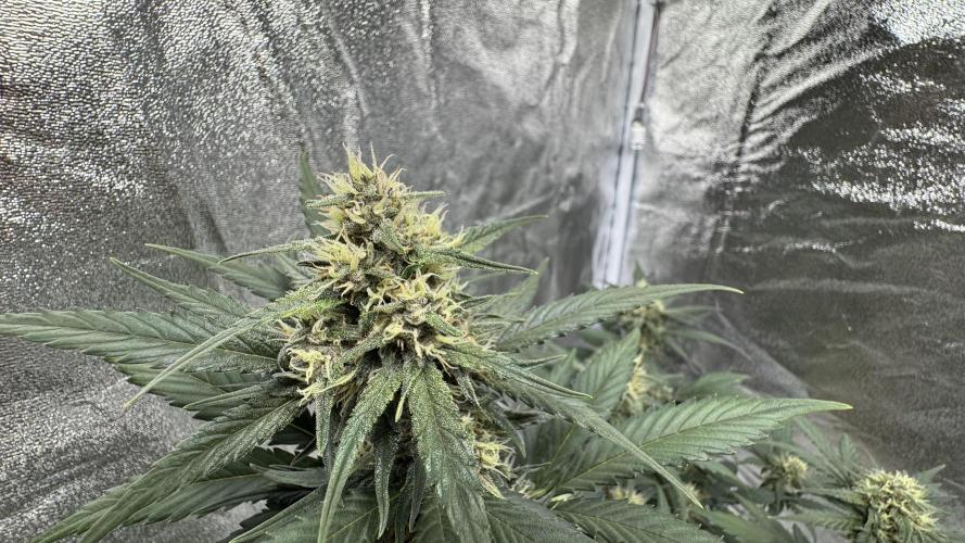 Banana Purple Punch Auto. Week 8